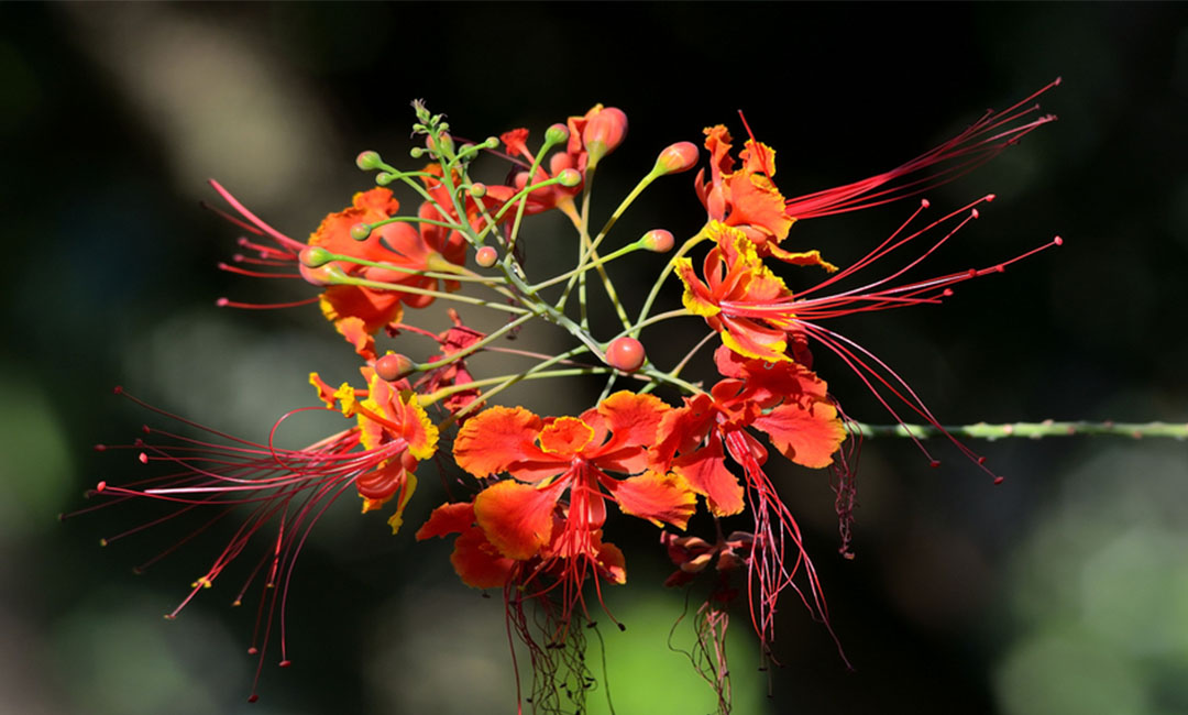 武清花帮主百科词条创建案例